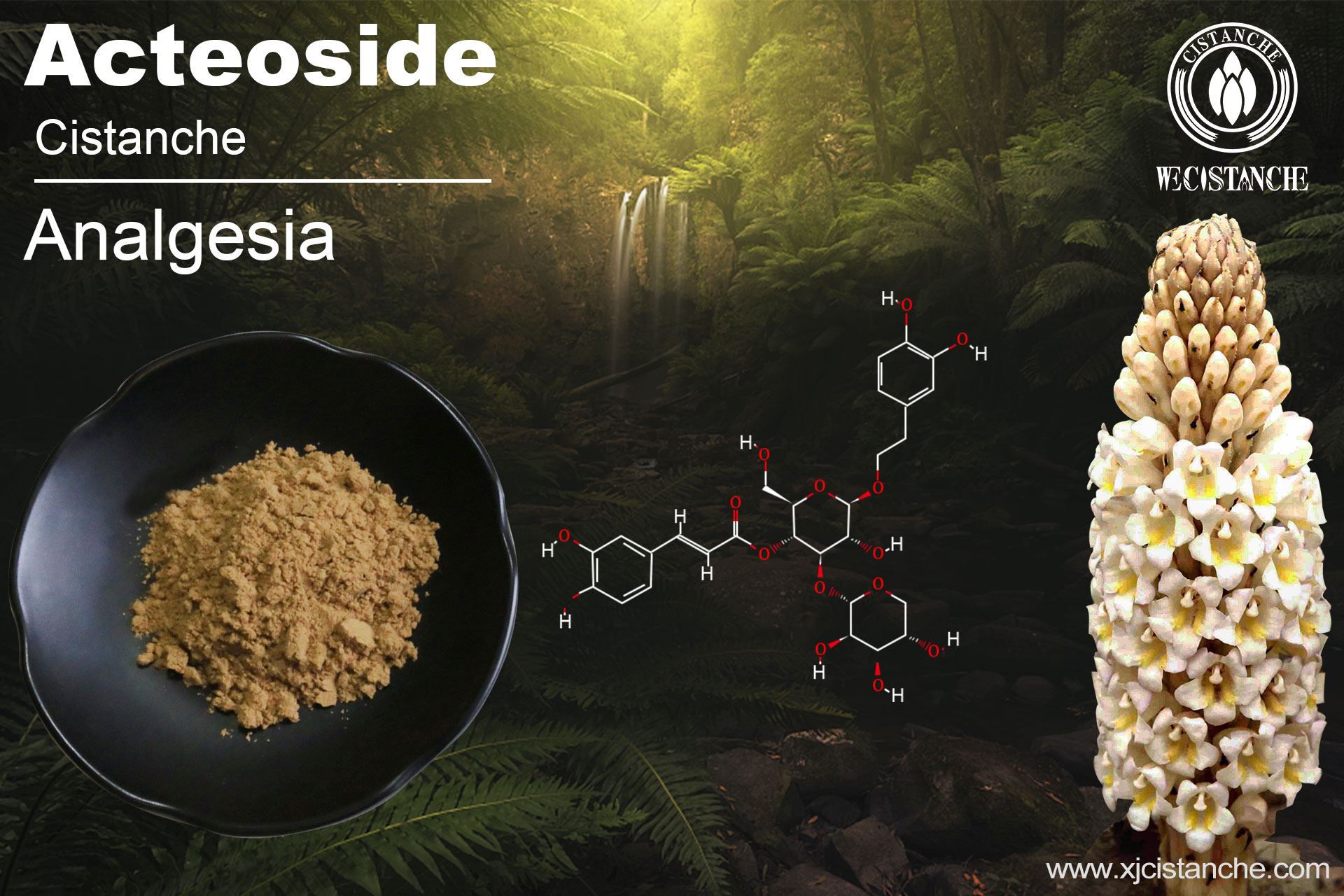 Active Components and Antioxidant Activity of Fresh-cut Cistanchedeserticola