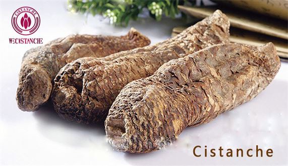 Cistanche