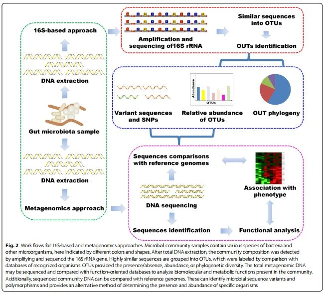 Fig. 2 Work fows for 16S-based and metagenomics approaches. Microbial community samples contain various species of bacteria and other microorganisms, here indicated by diferent colors and shapes. Fig. 2 Work fows for 16S-based and metagenomics approaches. Microbial community samples contain various species of bacteria and other microorganisms, here indicated by diferent colors and shapes.