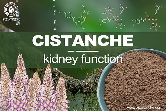 Cistanche can relieve kidney disease Cistanche can relieve kidney disease