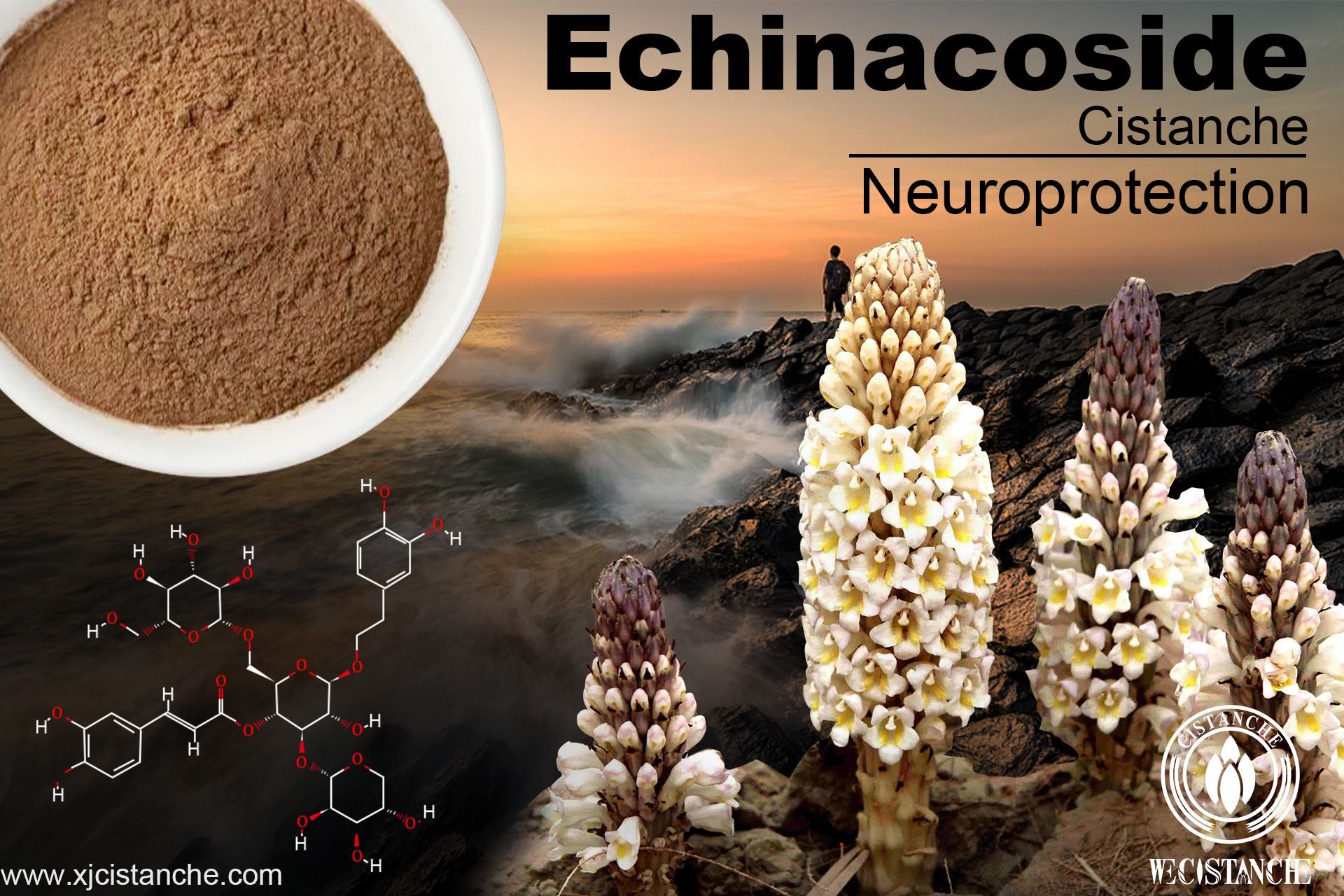 cistanche:Echinacoside cistanche:Echinacoside