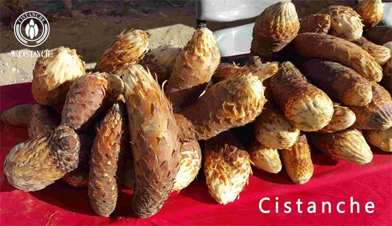 herb cistanche