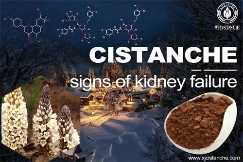Cistanche-signs of kidney failure-4(118) Cistanche-signs of kidney failure-4(118)