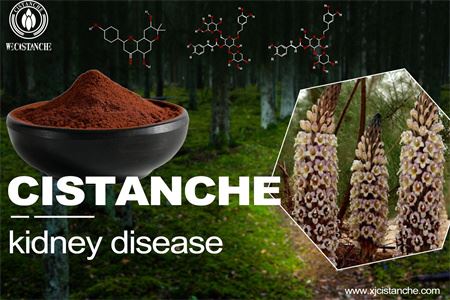 cistanche-kidney disease-6(54)