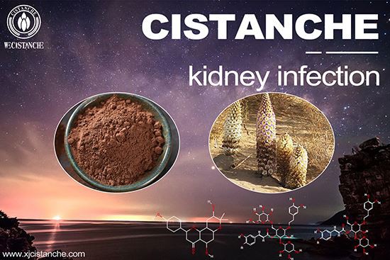 Cistanche-kidney infection-5（17）