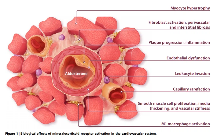 Biological effects of mineralocorticoid Biological effects of mineralocorticoid