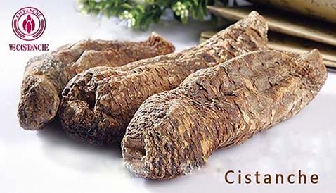 Active Components and Antioxidant Activity of Fresh-cut Cistanchedeserticola