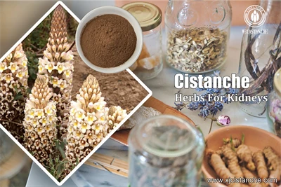 CISTANCHE HERBS FOR KIDNEYS
