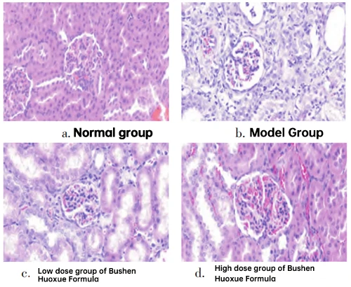 Figure 1 Comparison of histopathological changes of rat kidney tissues among various groups (HE staining,×400) Figure 1 Comparison of histopathological changes of rat kidney tissues among various groups (HE staining,×400)