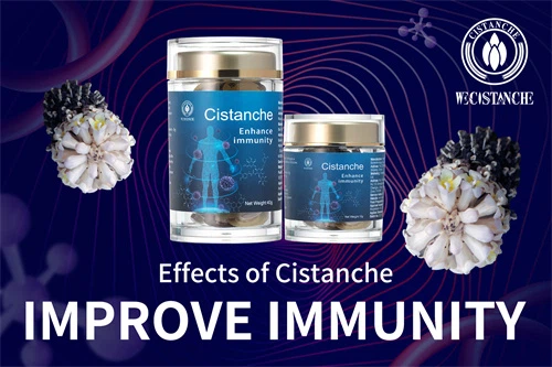 cistanche stem