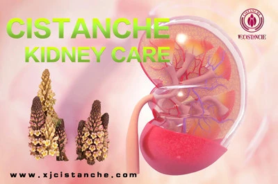 Cistanche's benefits
