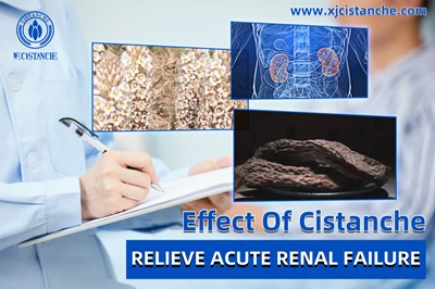 Cistanche benefits