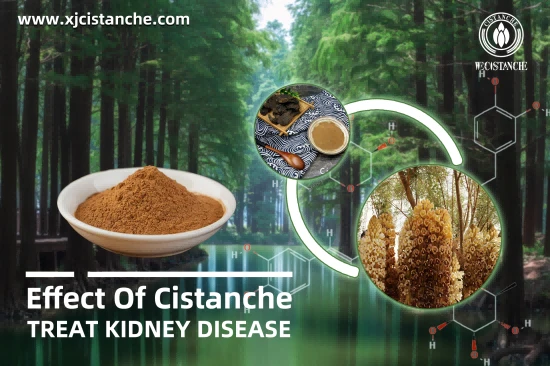 25% Echinacoside Cistanche For Improve Kidney