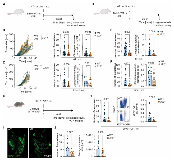 Figure 1. IL-22-knockout reduces the number of lung metastases but does not affect tumor growth in syngeneic mouse models of lung and breast carcinoma