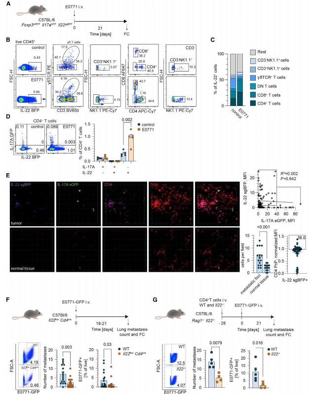 Figure 2. T cells are the primary source of IL-22 in the lung of tumor-bearing mice