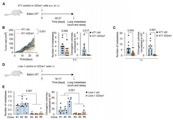 Figure 3. IL-22RA1 expression on tumor cells is indispensable for metastasis formation