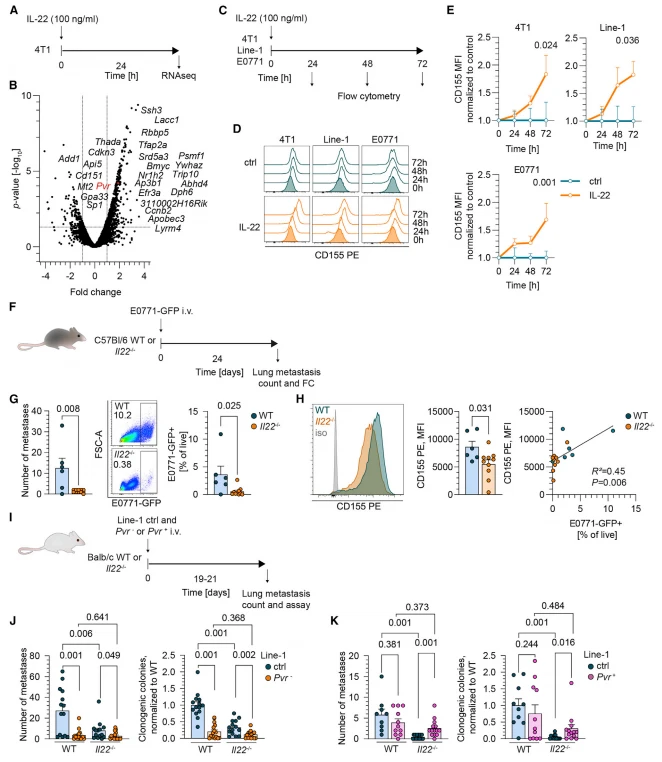 Figure 4. IL-22 signaling increases the expression of CD155 on the surface of tumor cells and confers resistance to metastasis control