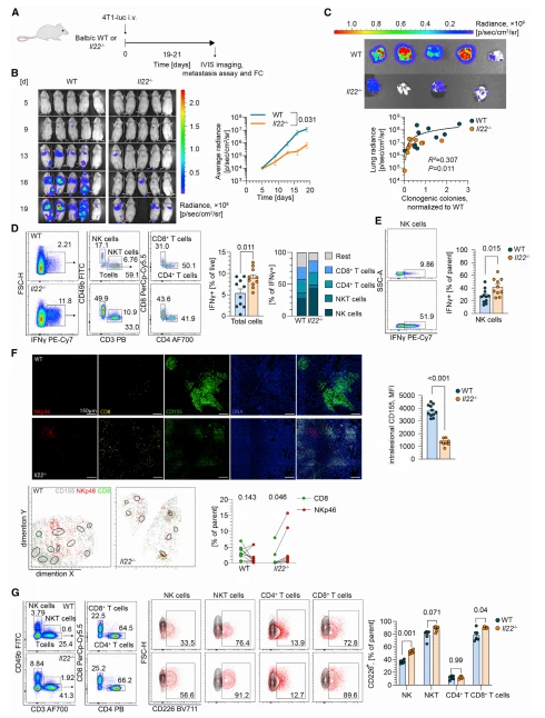 Figure 5. CD226 expression is higher on NK cells in Il22–/– mice