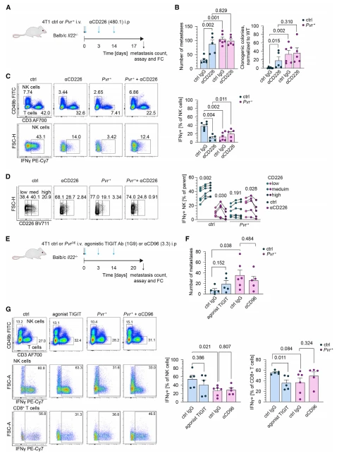 Figure 6. CD226 signaling is indispensable for IFNg production from NK cells