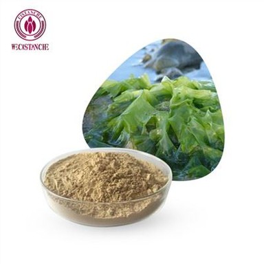 Tang ekstrakt pulver