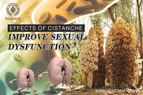 Cistanche deserticola efficacy-Tonifying kidney Cistanche deserticola efficacy-Tonifying kidney