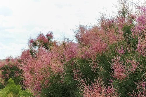 Host of Cistanche deserticola - Red Willow Host of Cistanche deserticola - Red Willow